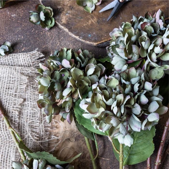 DIMM: Gerviblóm · Hydrangea Chloris