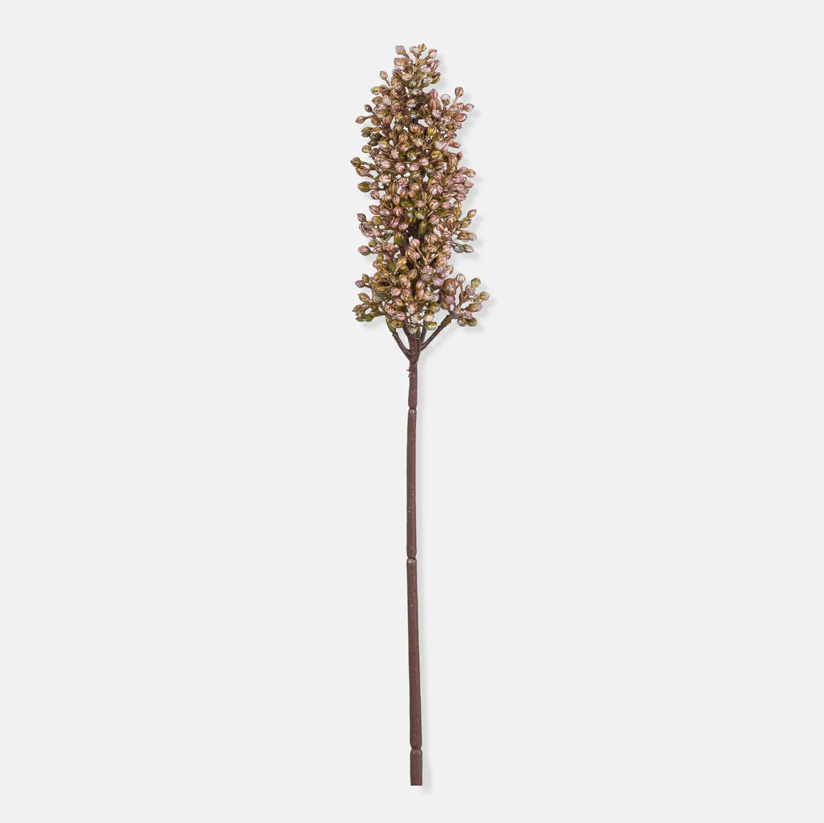 DIMM: Gerviblóm · Sorghum Sunrise