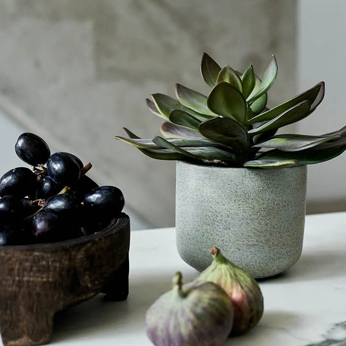 DIMM: Gerviblóm · Echeveria Green Prince