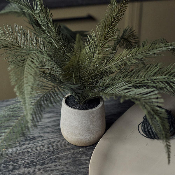 DIMM: Gerviblóm · Deer Fern