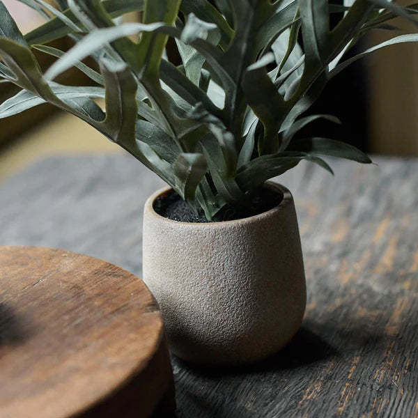 DIMM: Gerviblóm · Eucalyptus í potti