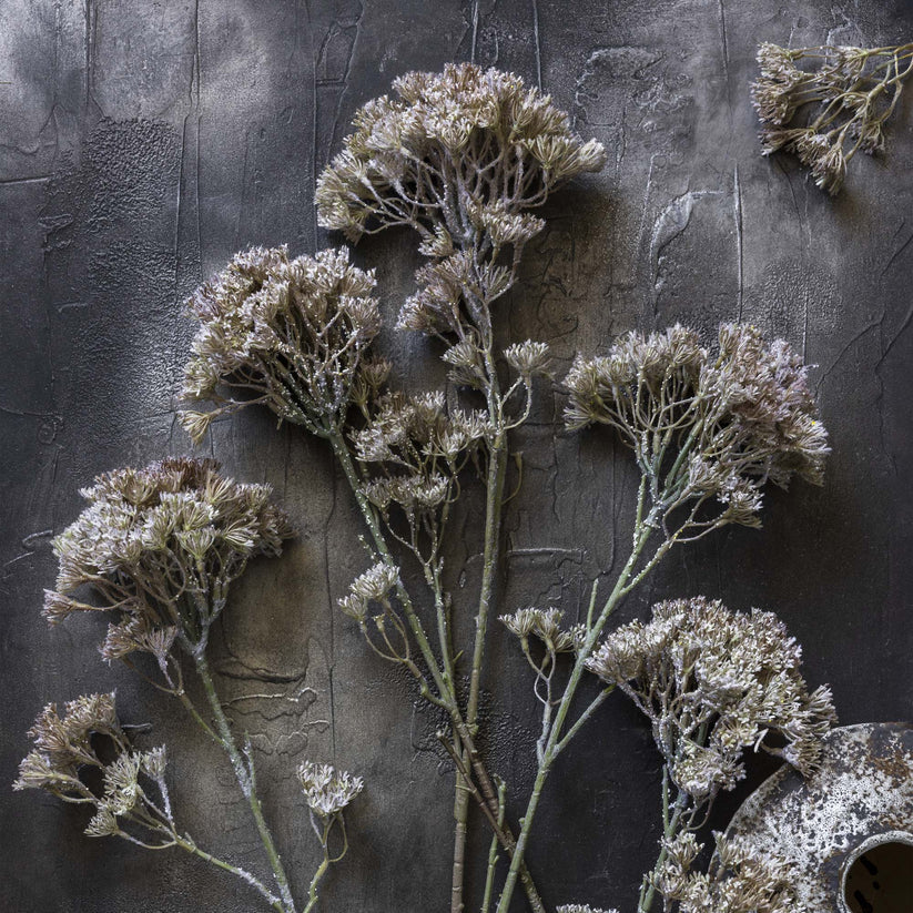 DIMM: Gerviblóm · Orlaya