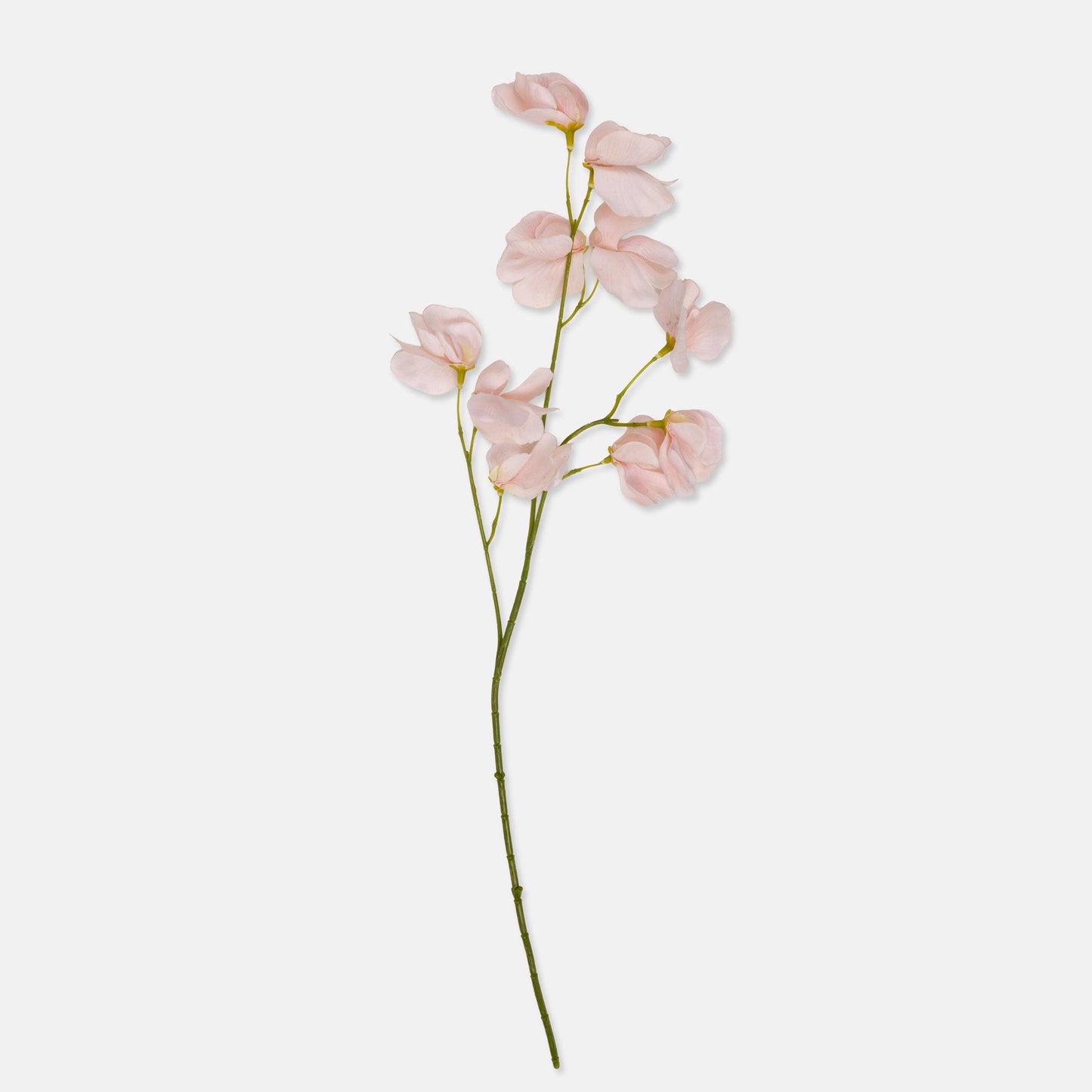 DIMM: Gerviblóm · Sweet Pea