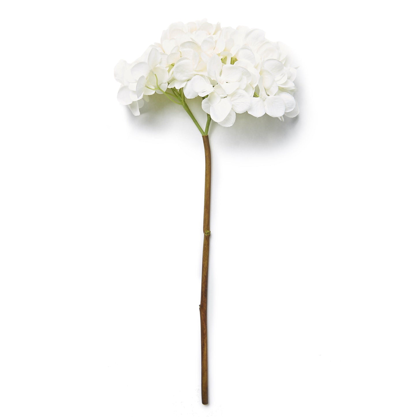 DIMM: Gerviblóm · Hydrangea Blanc