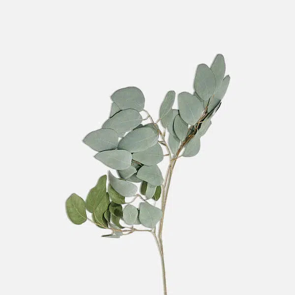 DIMM: Gerviblóm · Eucalyptus populus