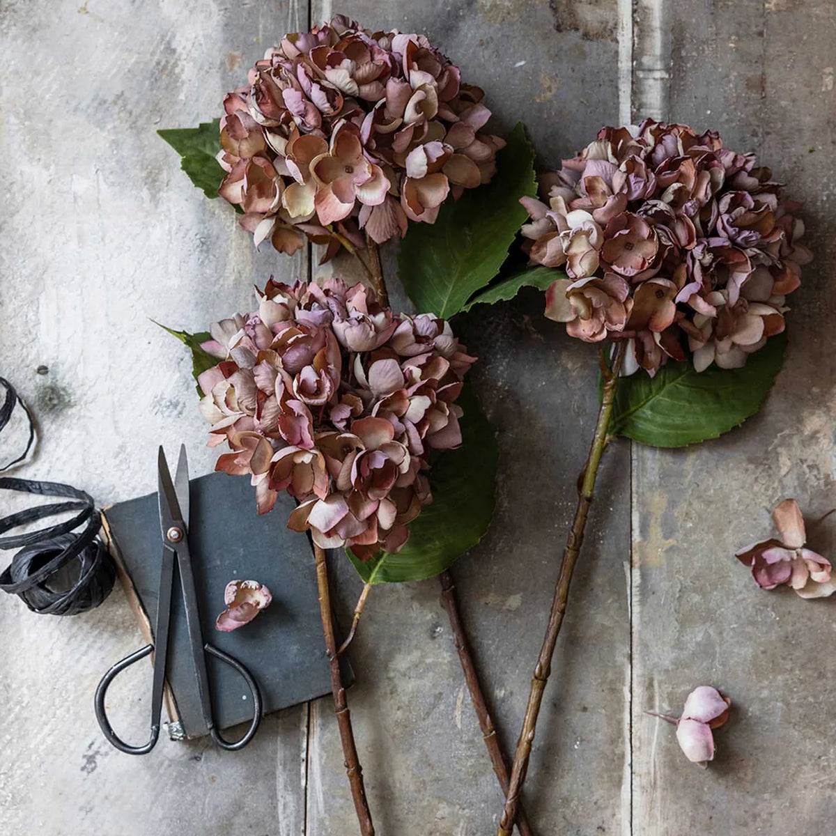 Gerviblóm · Hydrangea · Antique Pink