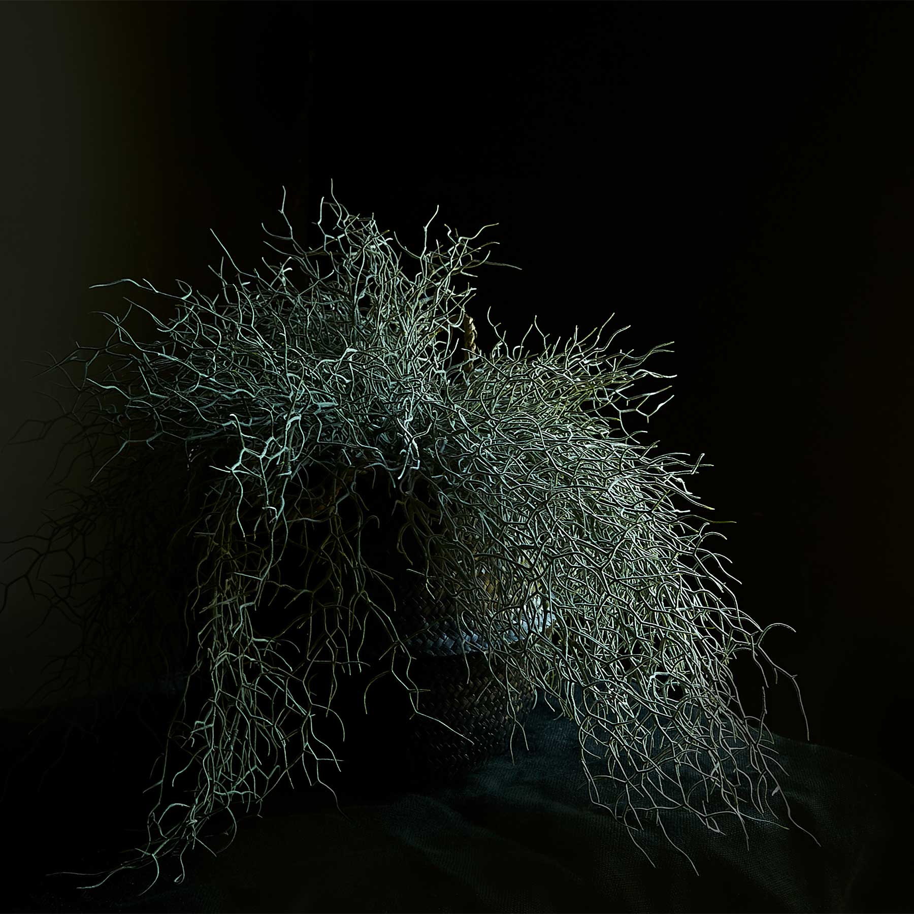 DIMM: Abigail Ahern gerviblóm · Grass bush