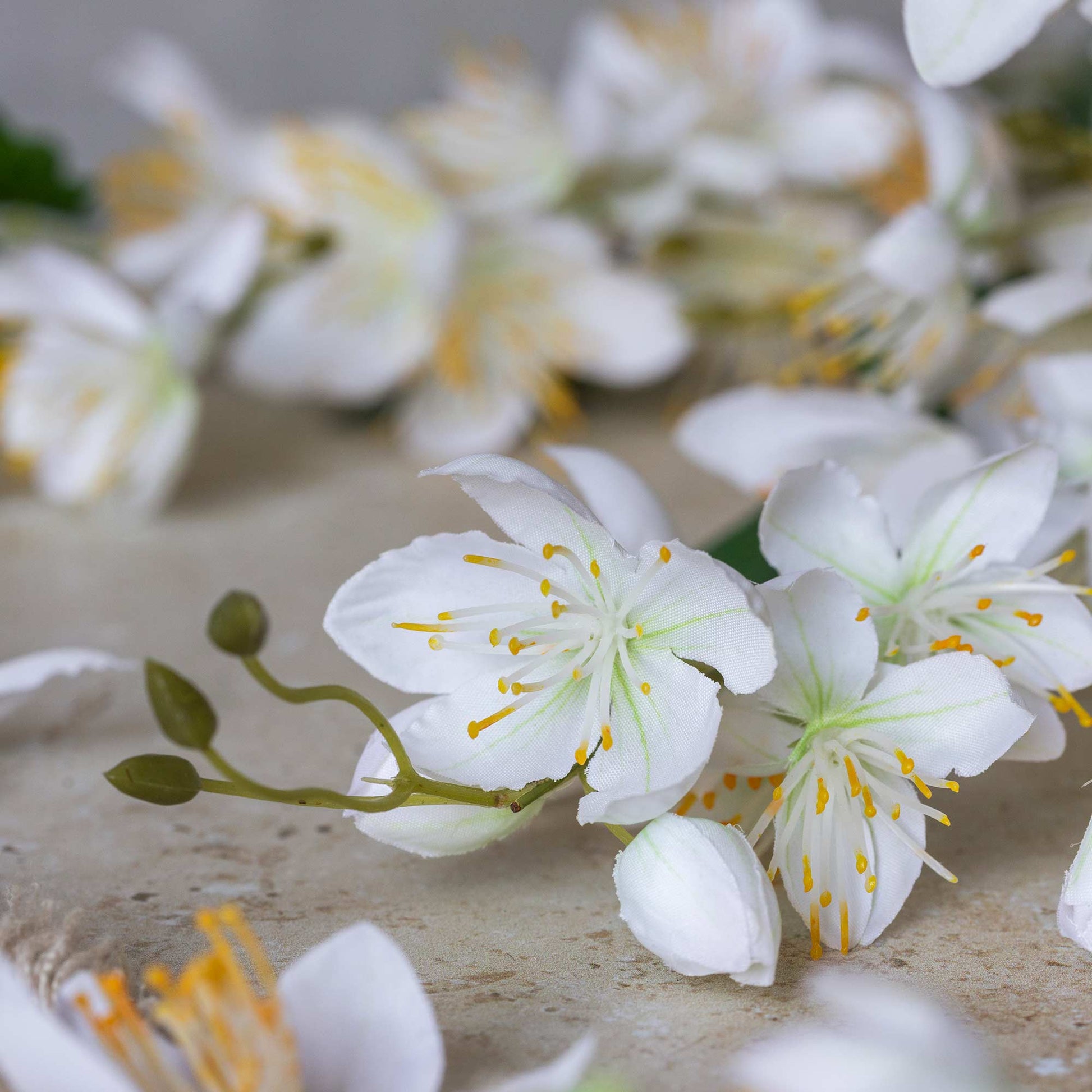DIMM: Gerviblóm · Campanula · Cream