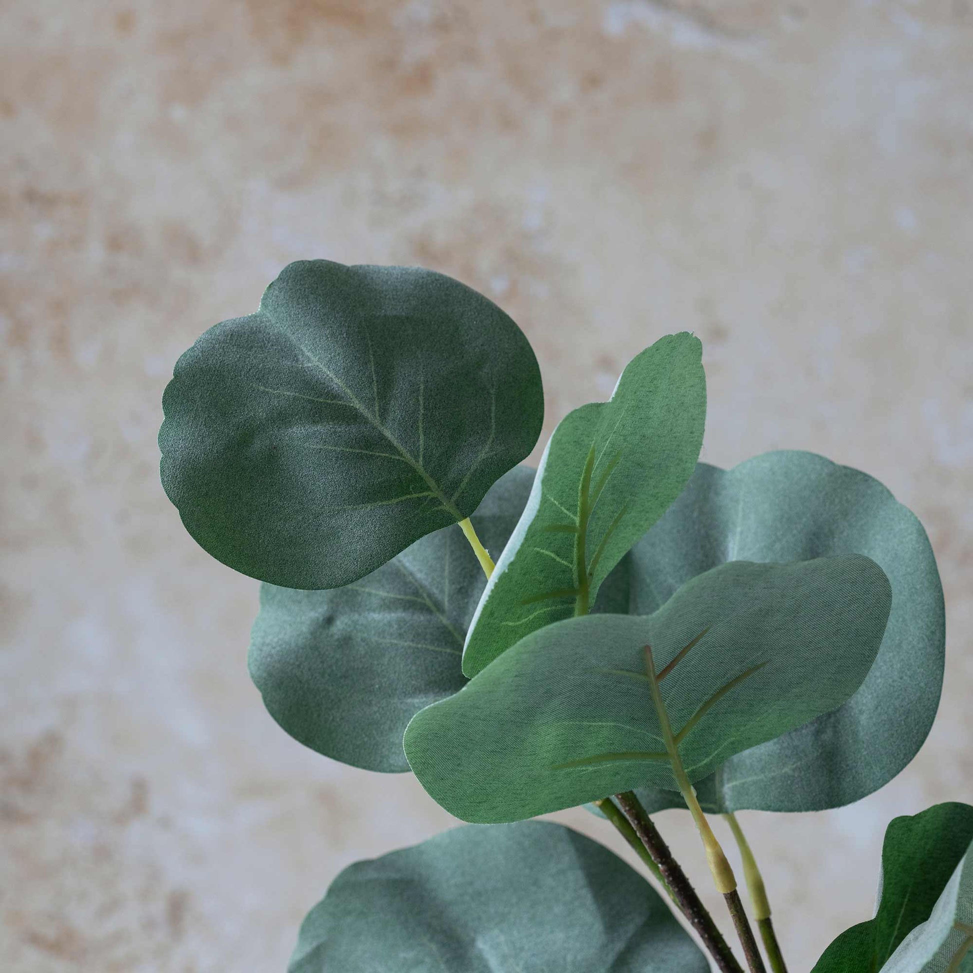 DIMM: Gerviblóm · Eucalyptus Silver Dollar