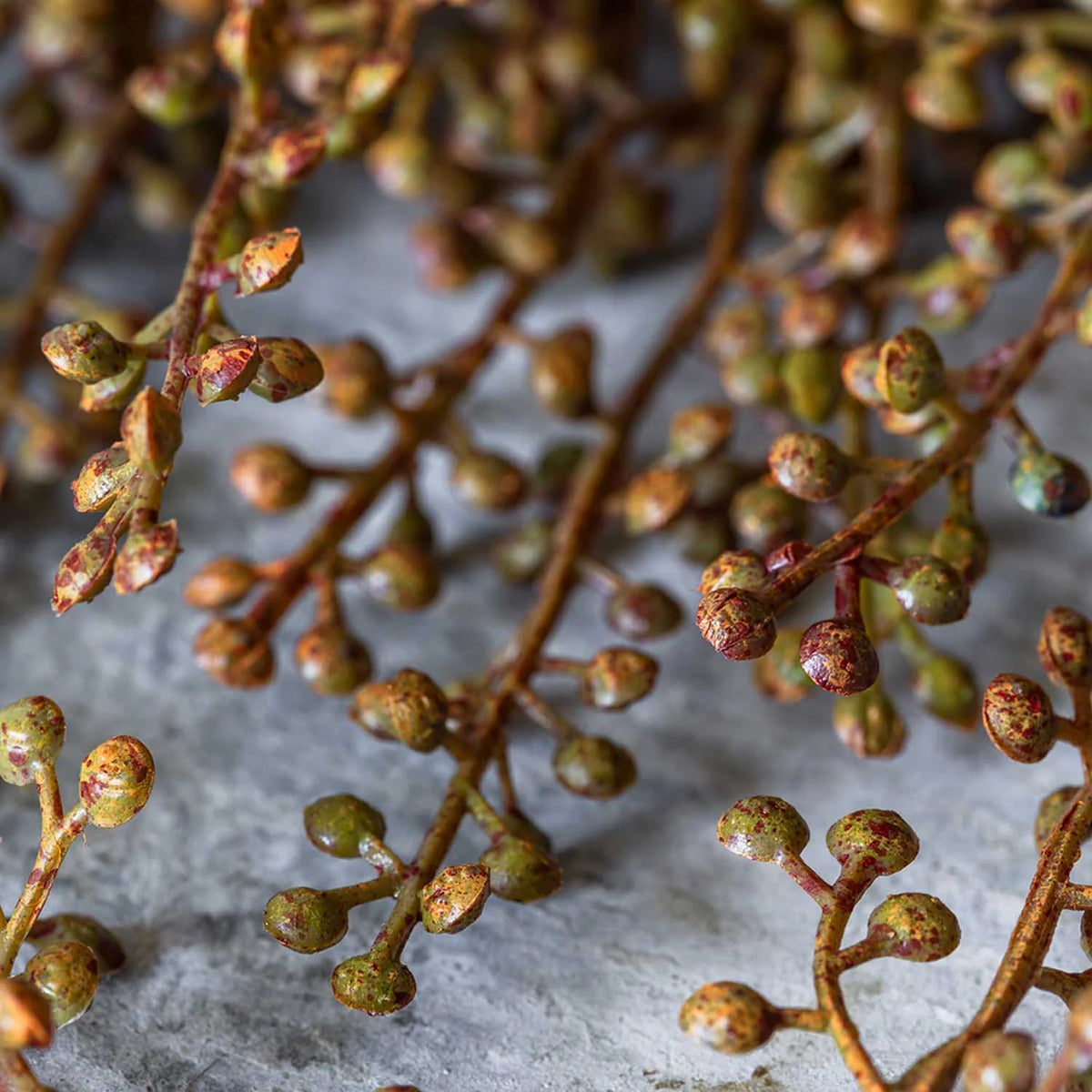 DIMM: Gerviblóm · Hedge Parsley