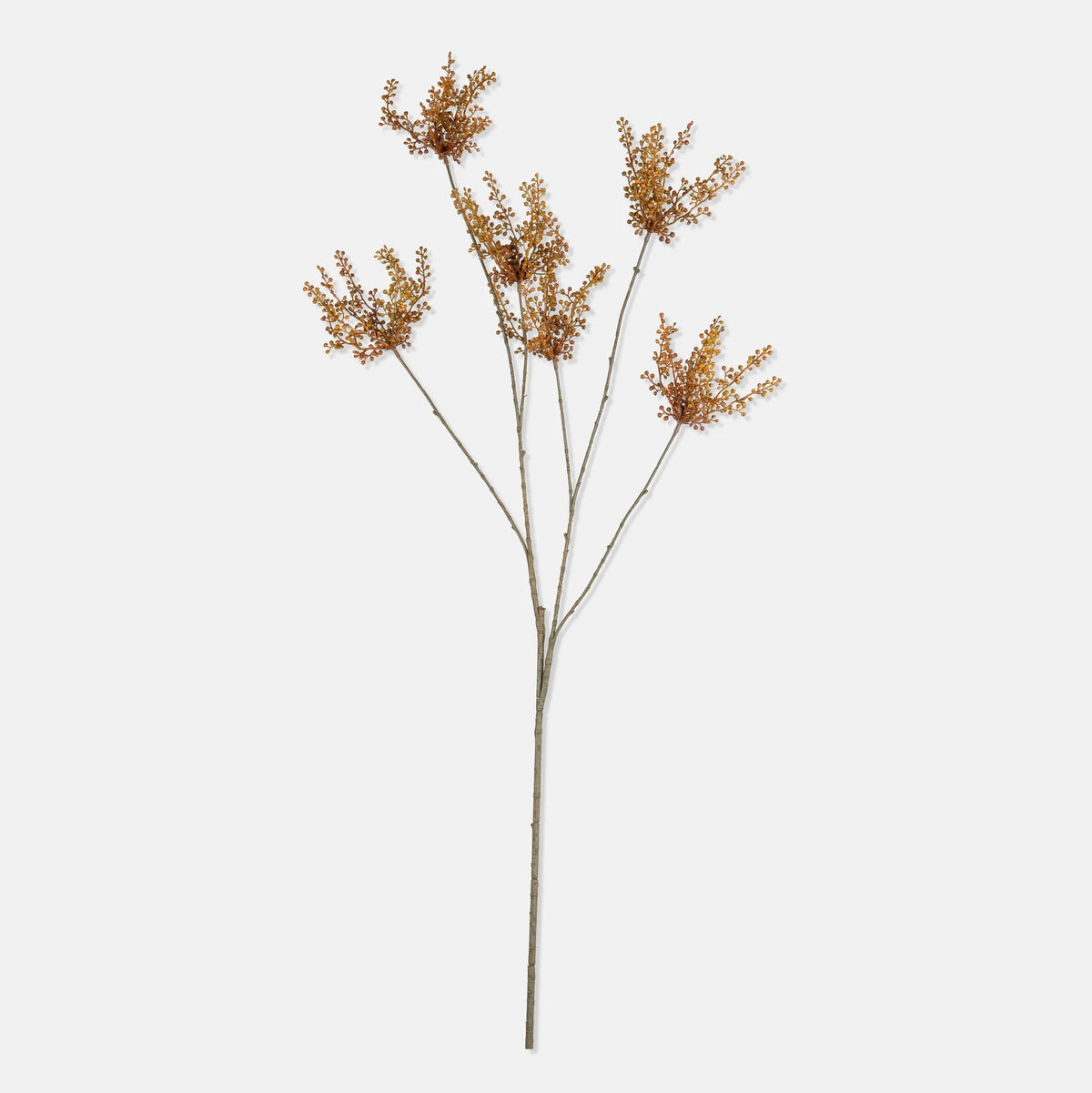 DIMM: Gerviblóm · Hedge Parsley