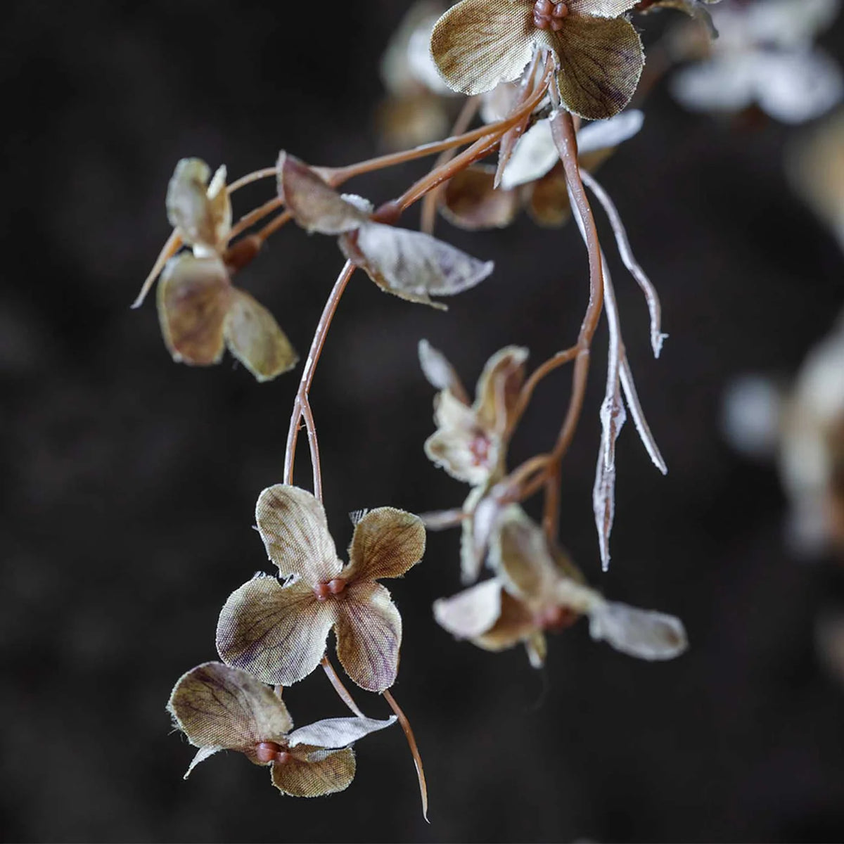 DIMM: Gerviblóm · Hibernal Blossom · Soft Blush