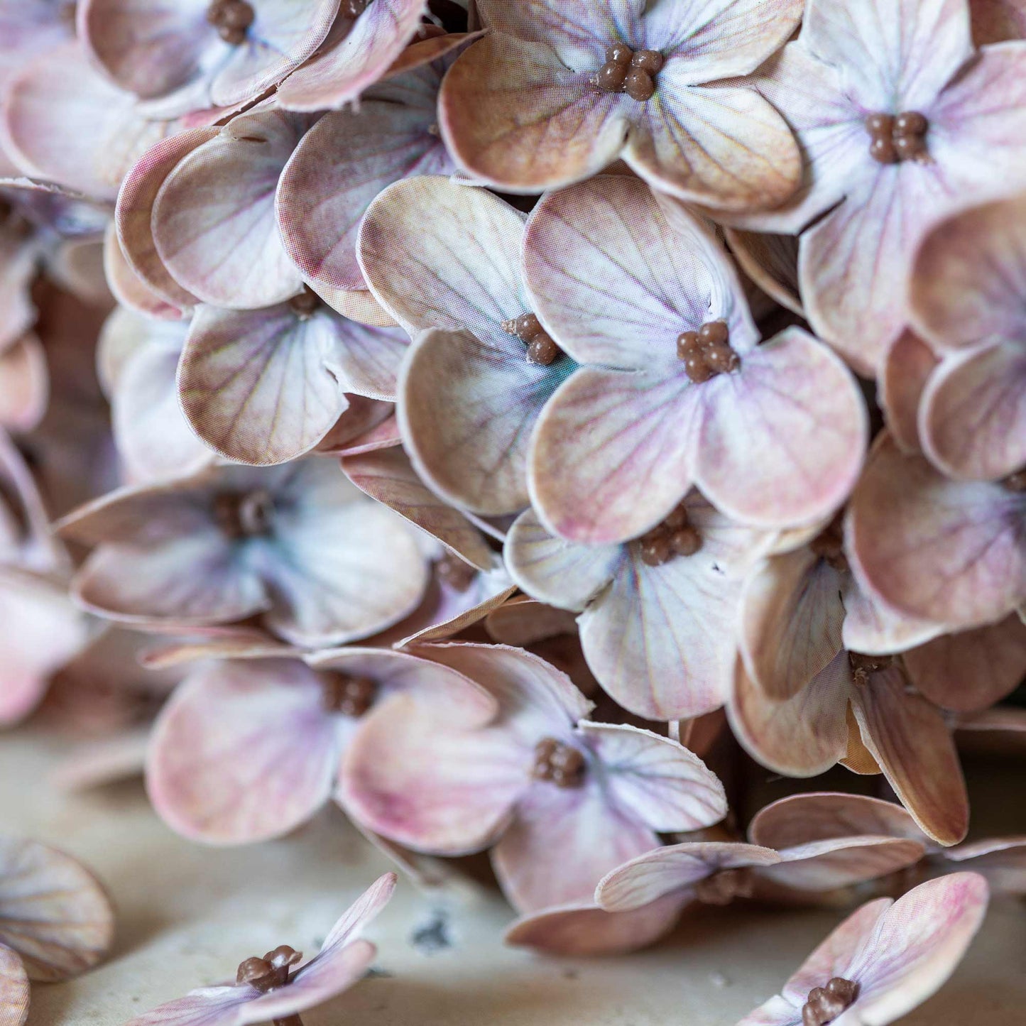DIMM: Gerviblóm · Hydrangea · Antique Blush