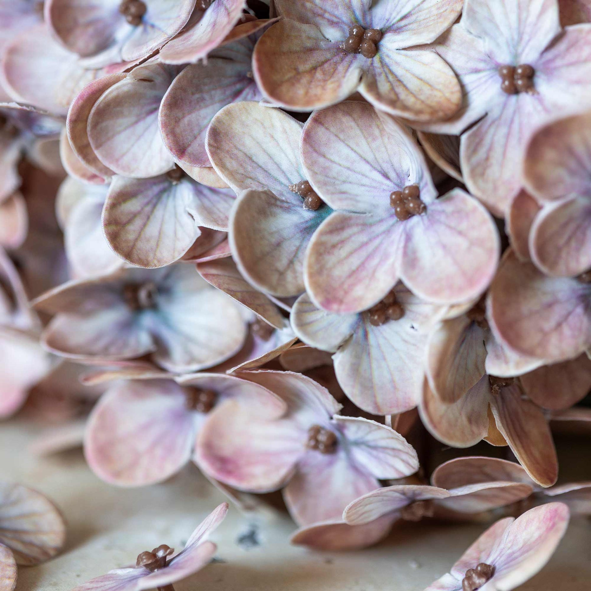 DIMM: Gerviblóm · Hydrangea · Antique Blush