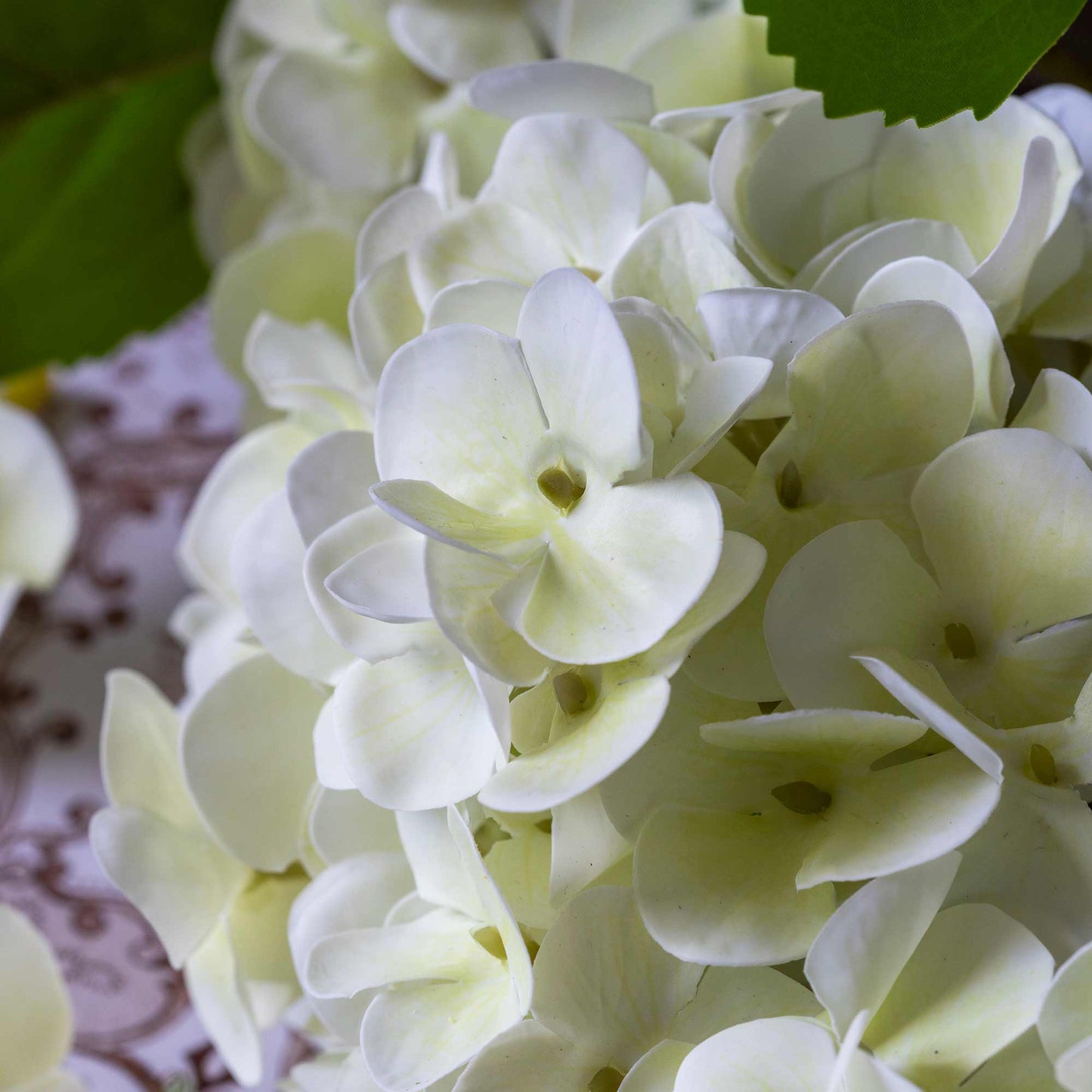 DIMM: Gerviblóm · Hydrangea Zest