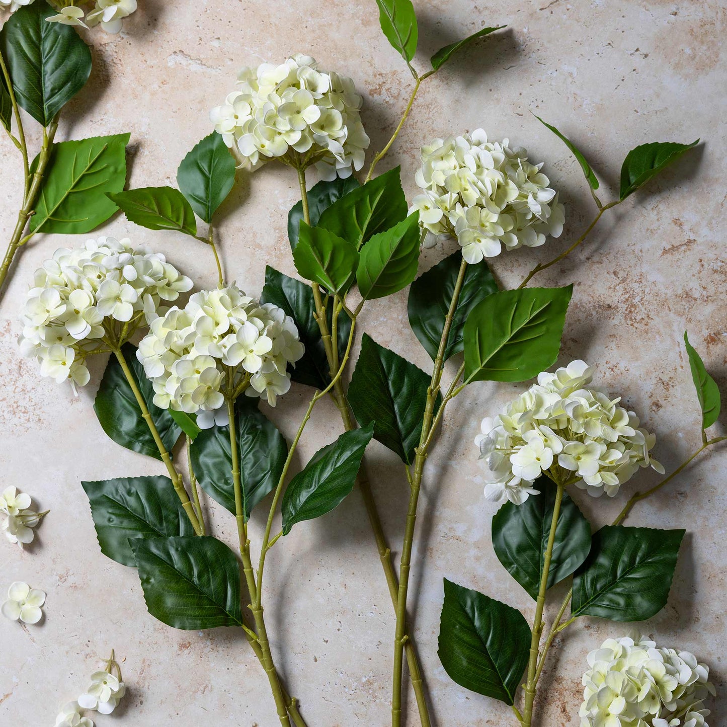 DIMM: Gerviblóm · Hydrangea Zest
