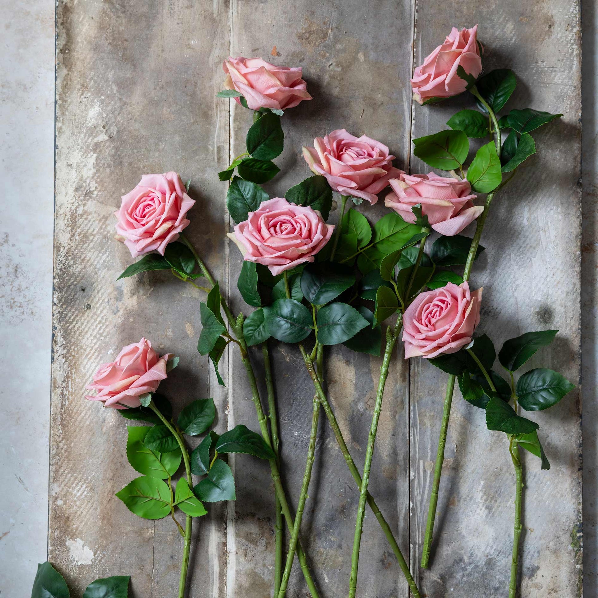 DIMM: Gerviblóm · Rose Peach