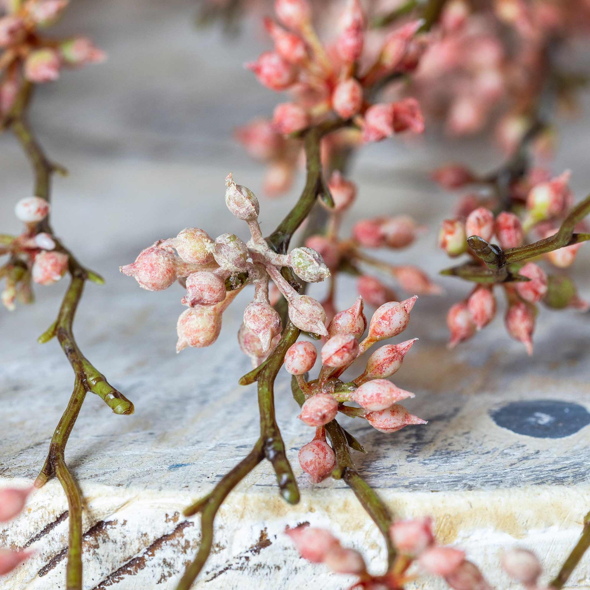 DIMM: Gerviblóm · Succulent Coral