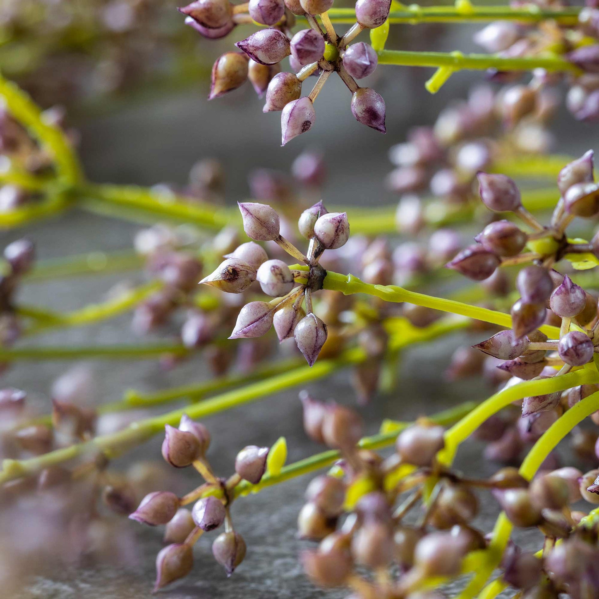 DIMM: Gerviblóm · Succulent Bunch Blush