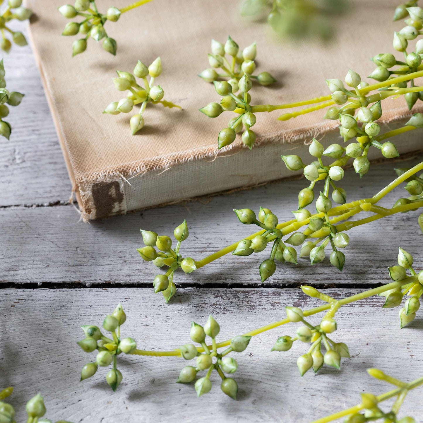 DIMM: Gerviblóm · Succulent Bunch · Green