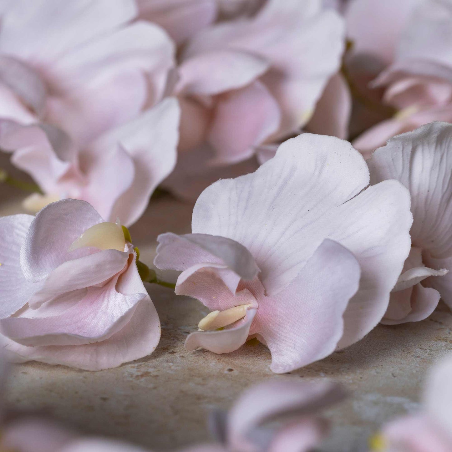 DIMM: Gerviblóm · Sweet Pea
