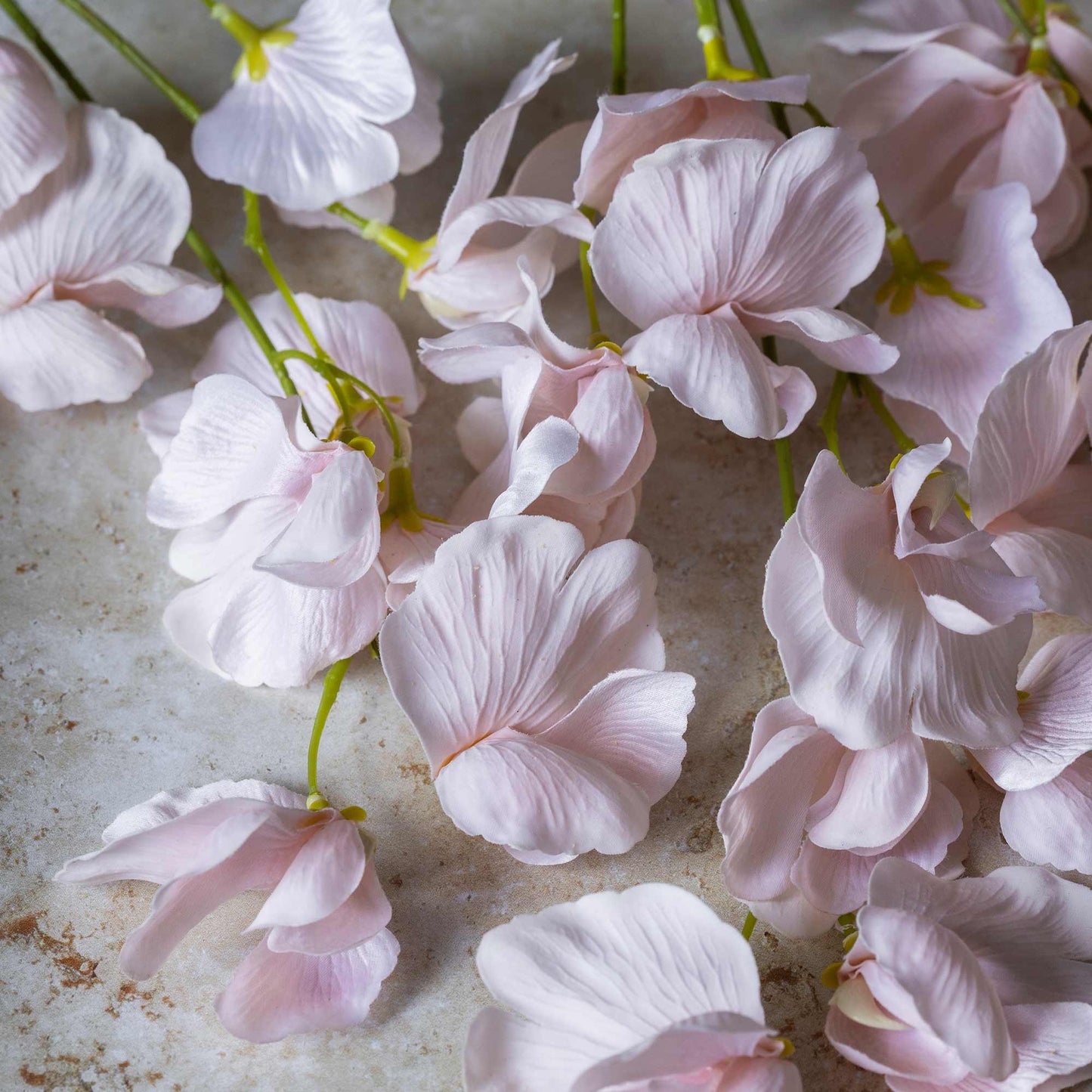 DIMM: Gerviblóm · Sweet Pea