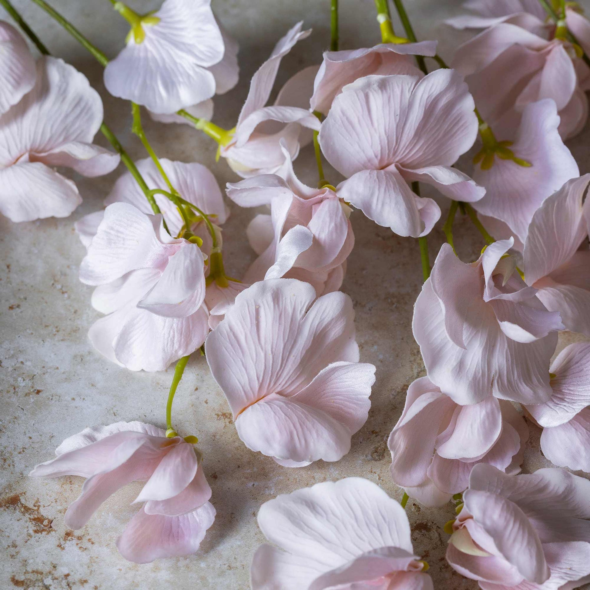 DIMM: Gerviblóm · Sweet Pea