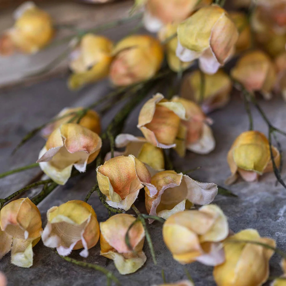 DIMM: Gerviblóm · Wild Canterbury Blossom