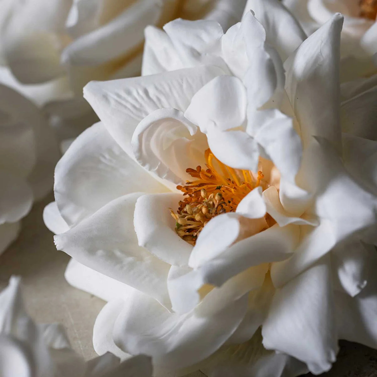 DIMM: Gerviblóm · Winter Rose