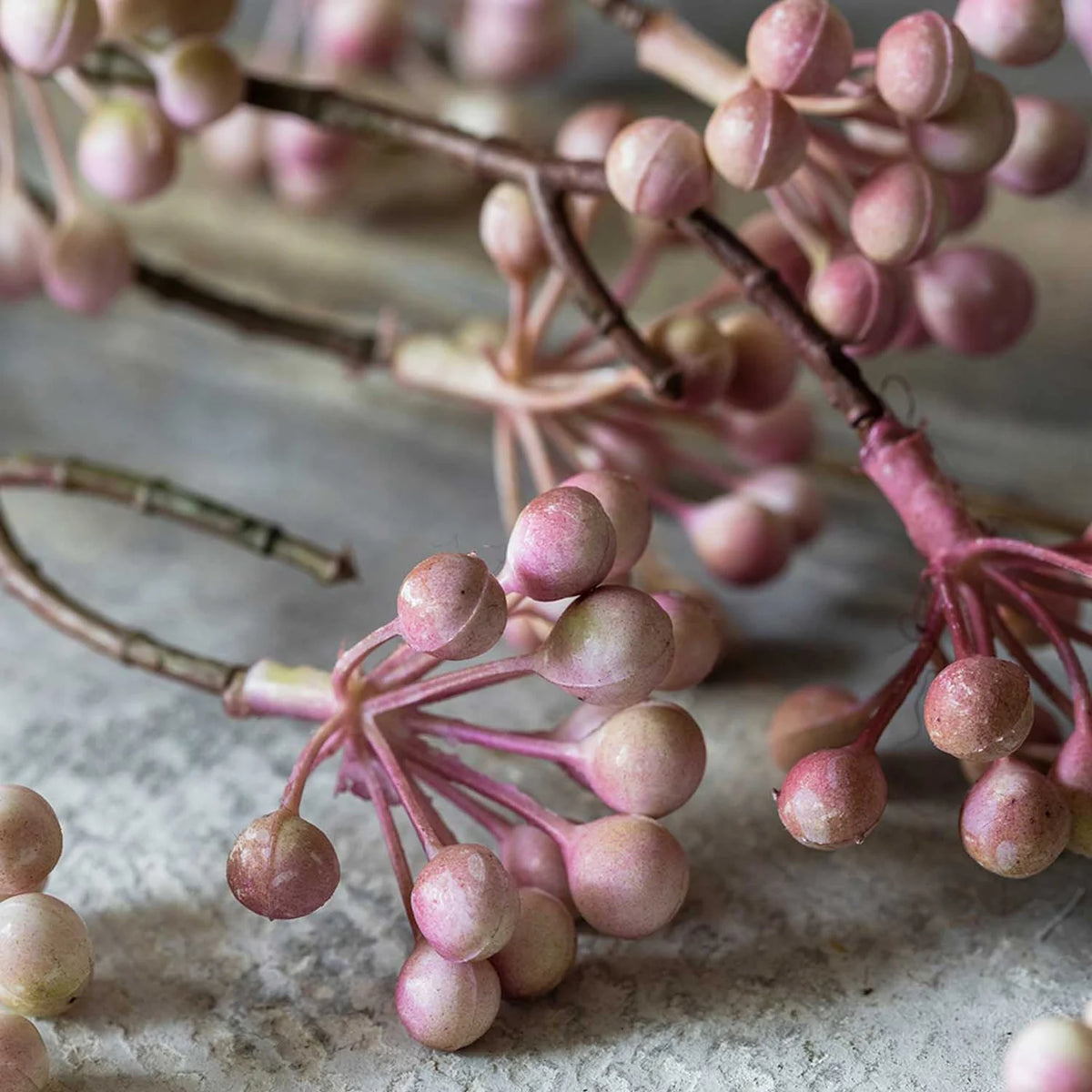 DIMM: Gerviblóm · Woodland Beauty Berry