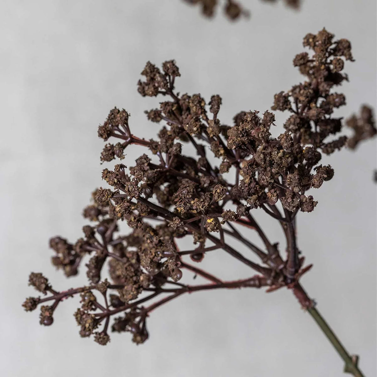 DIMM: Gerviblóm · Woodland Yarrow