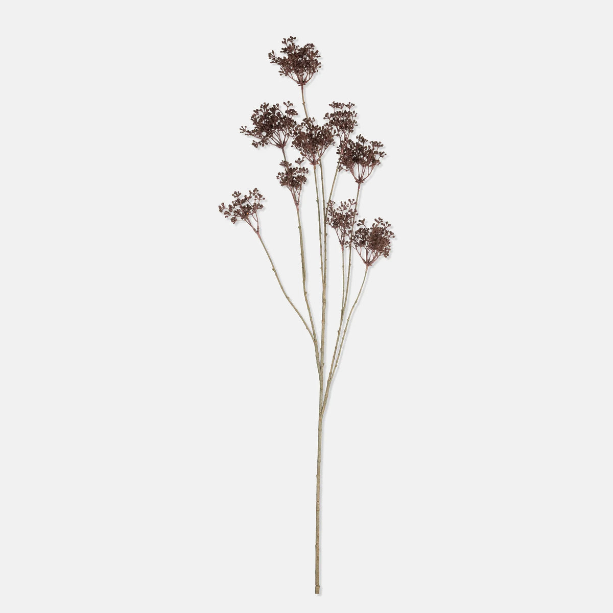 DIMM: Gerviblóm · Woodland Yarrow