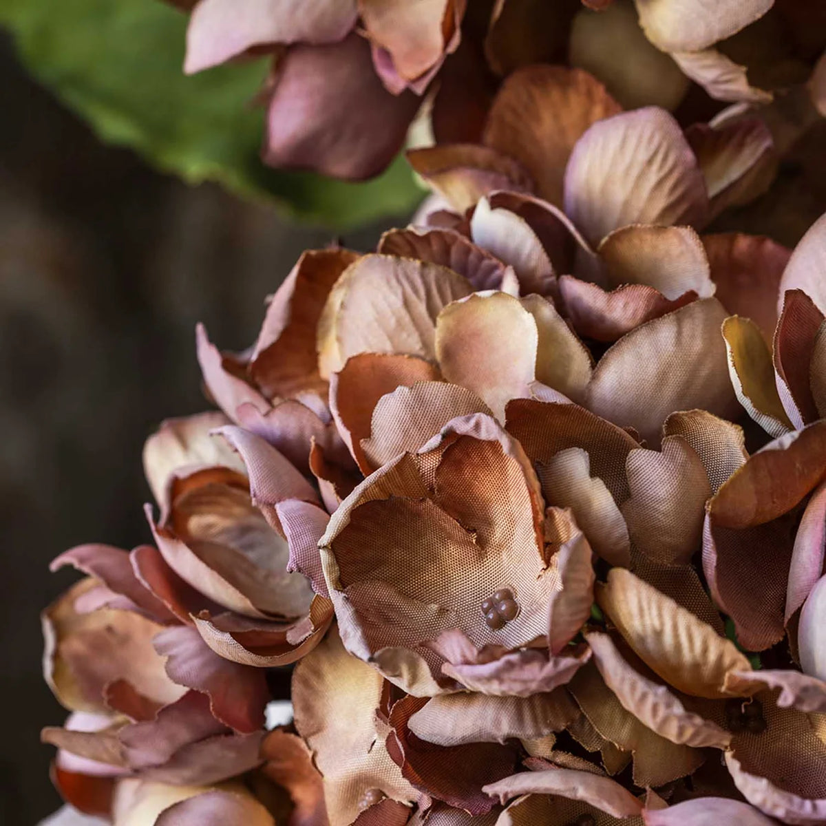 Gerviblóm · Hydrangea · Antique Pink