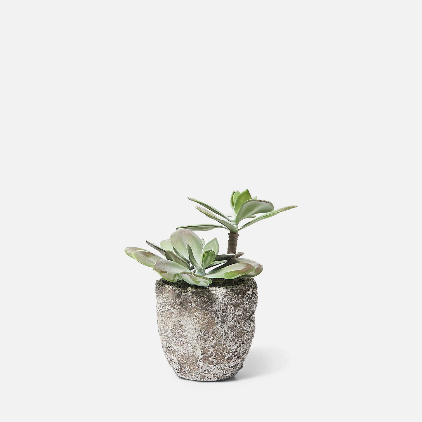 DIMM: Gerviblóm · Echeveria Grus
