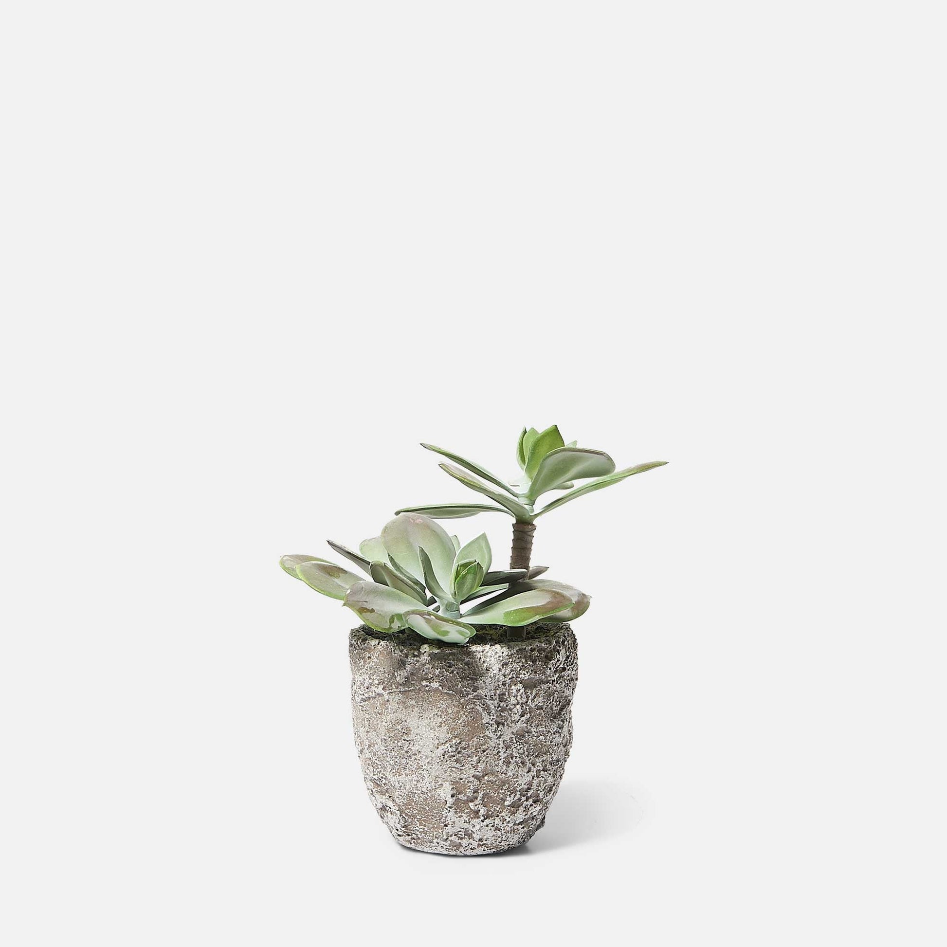 DIMM: Gerviblóm · Echeveria Grus