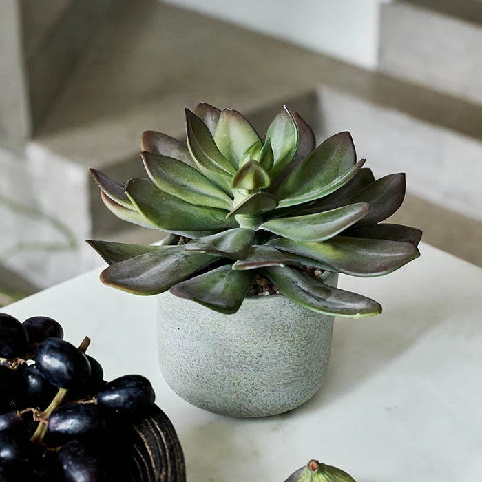 DIMM: Gerviblóm · Echeveria Green Prince