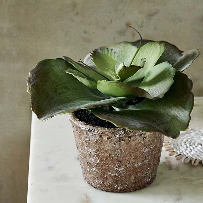 DIMM: Gerviblóm · Echeveria Crinoline