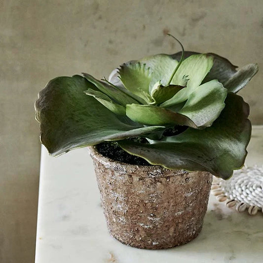 DIMM: Gerviblóm · Echeveria Crinoline