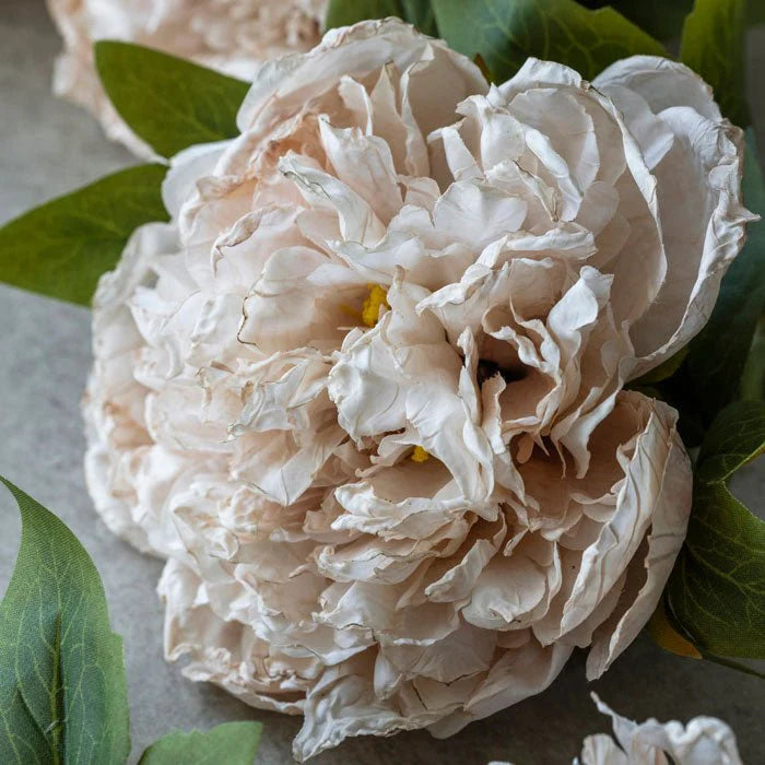 DIMM: Gerviblóm · Peony Evening Dew