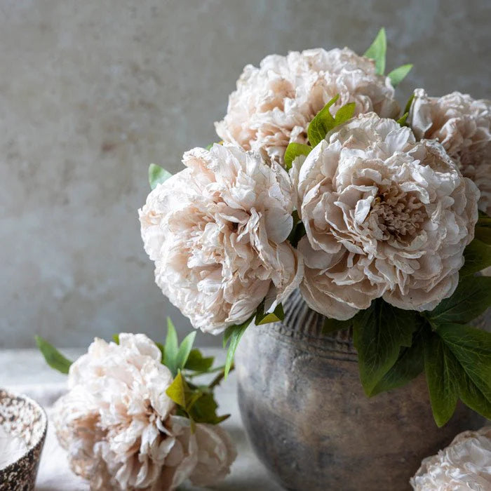 DIMM: Gerviblóm · Peony Evening Dew