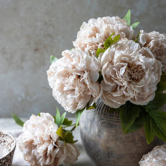 DIMM: Gerviblóm · Peony Evening Dew