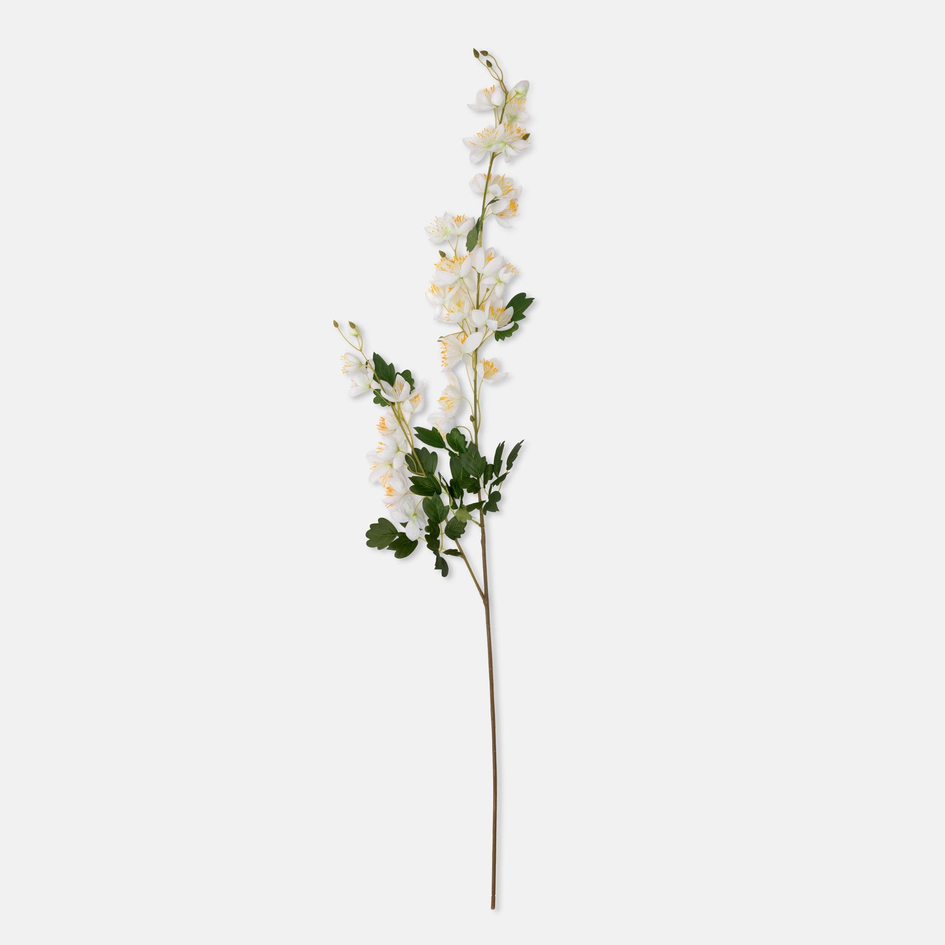 DIMM: Gerviblóm · Campanula · Cream