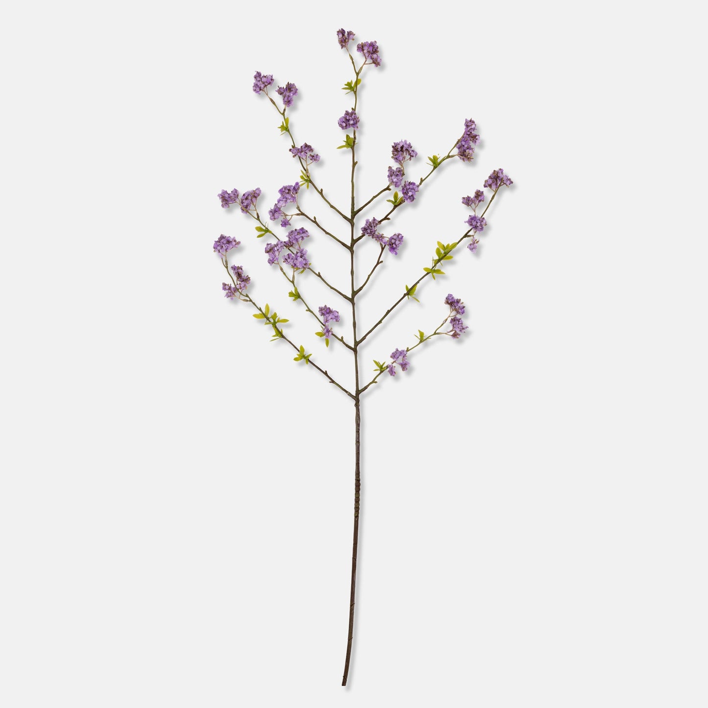 DIMM: Gerviblóm · Cherry Blossom Lilac