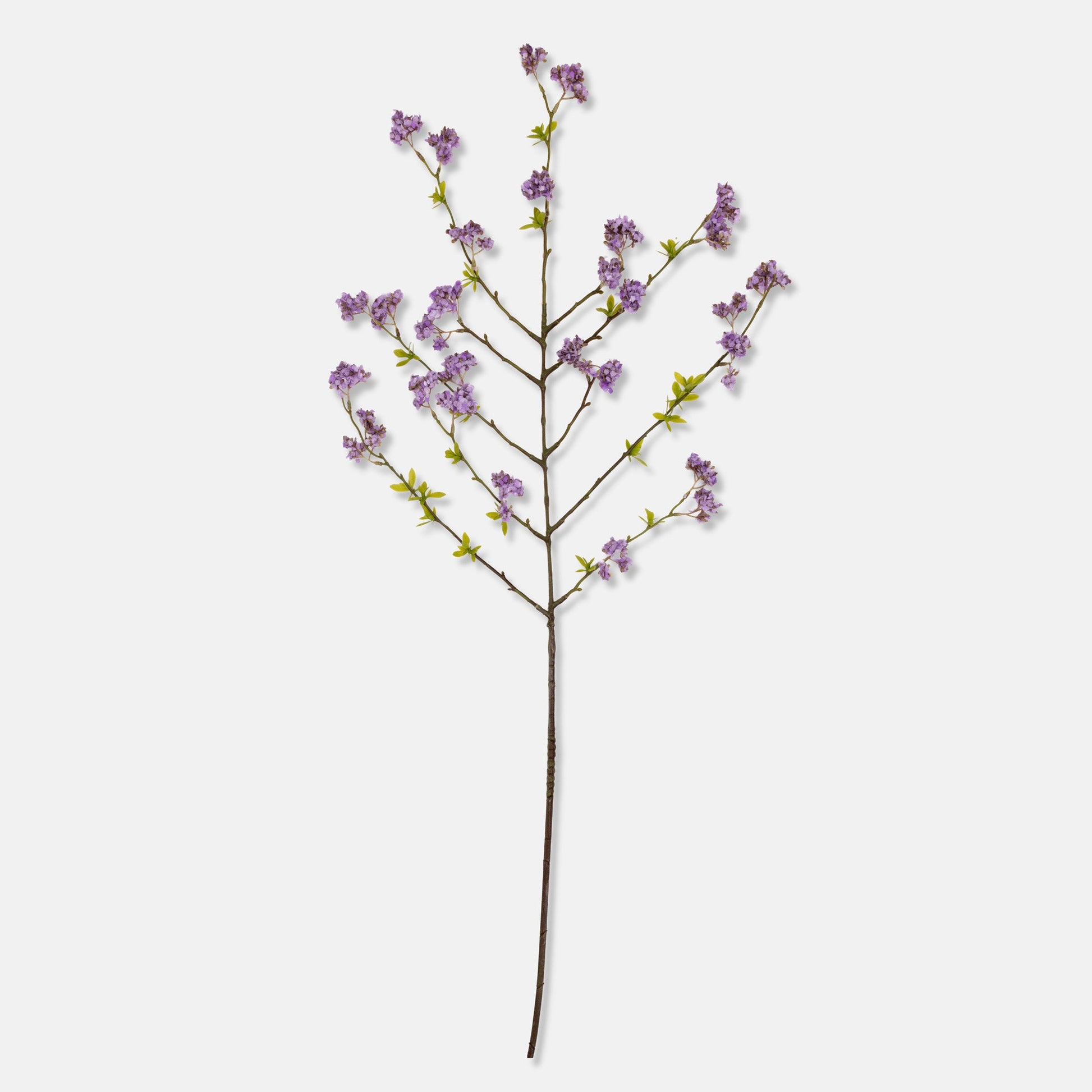 DIMM: Gerviblóm · Cherry Blossom Lilac