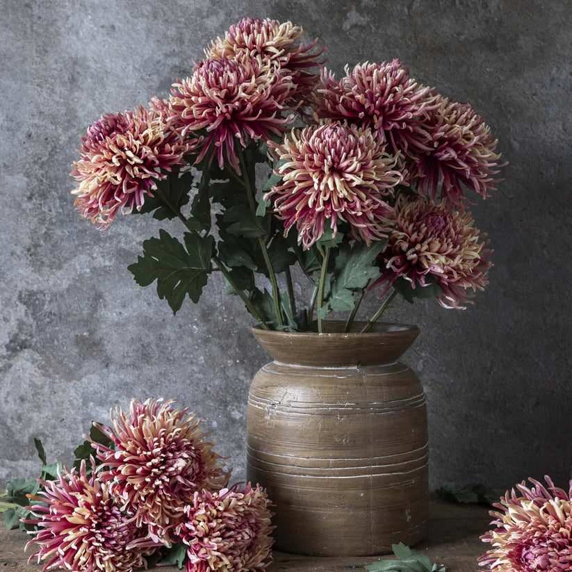 DIMM: Gerviblóm · Chrysanthemum Sunset