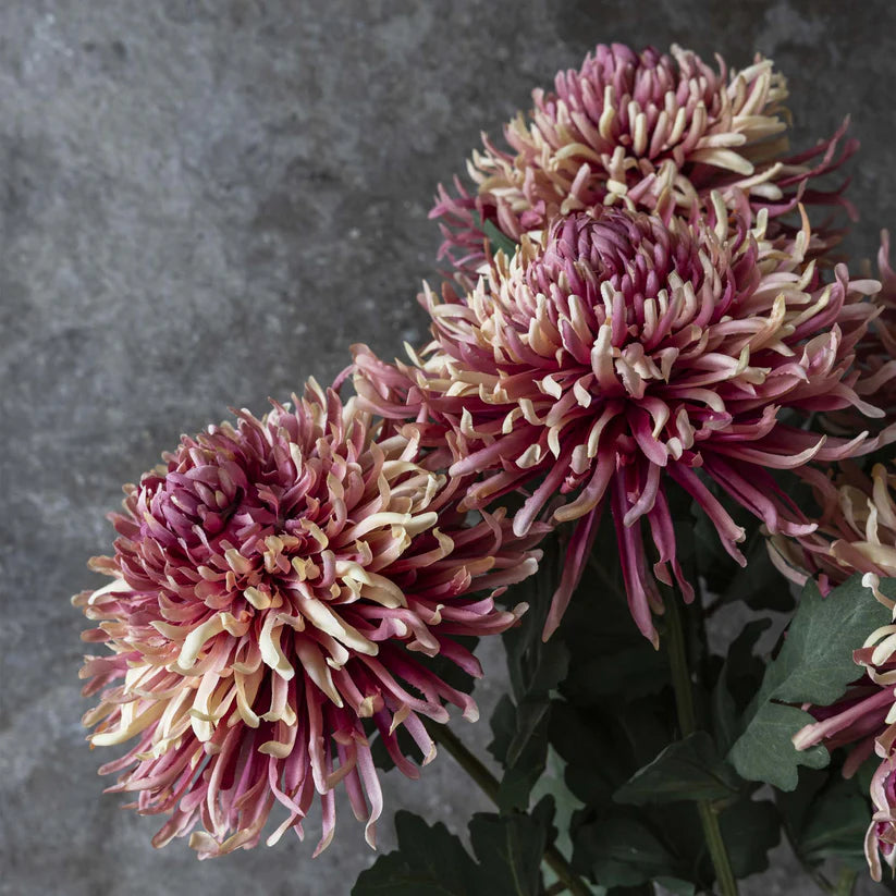 DIMM: Gerviblóm · Chrysanthemum Sunset