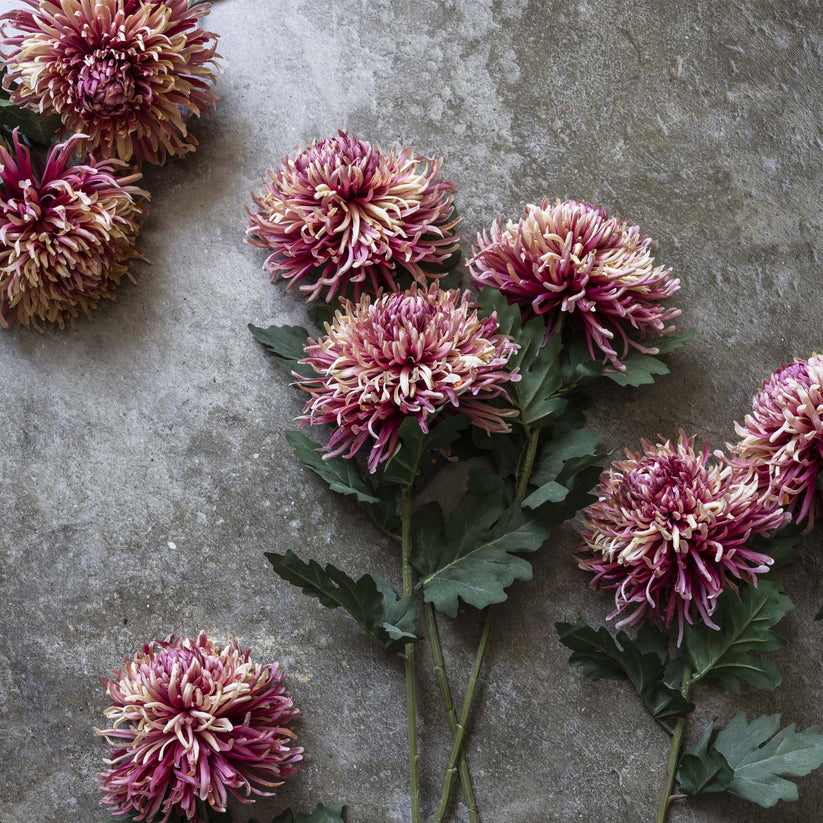 DIMM: Gerviblóm · Chrysanthemum Sunset