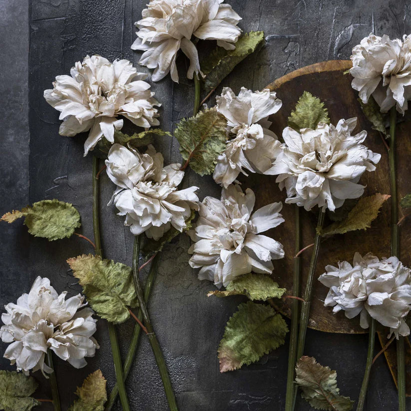 DIMM: Gerviblóm · Dahlia Evening dew