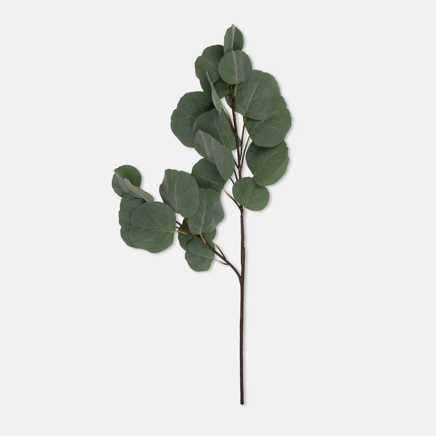 DIMM: Gerviblóm · Eucalyptus Silver Dollar