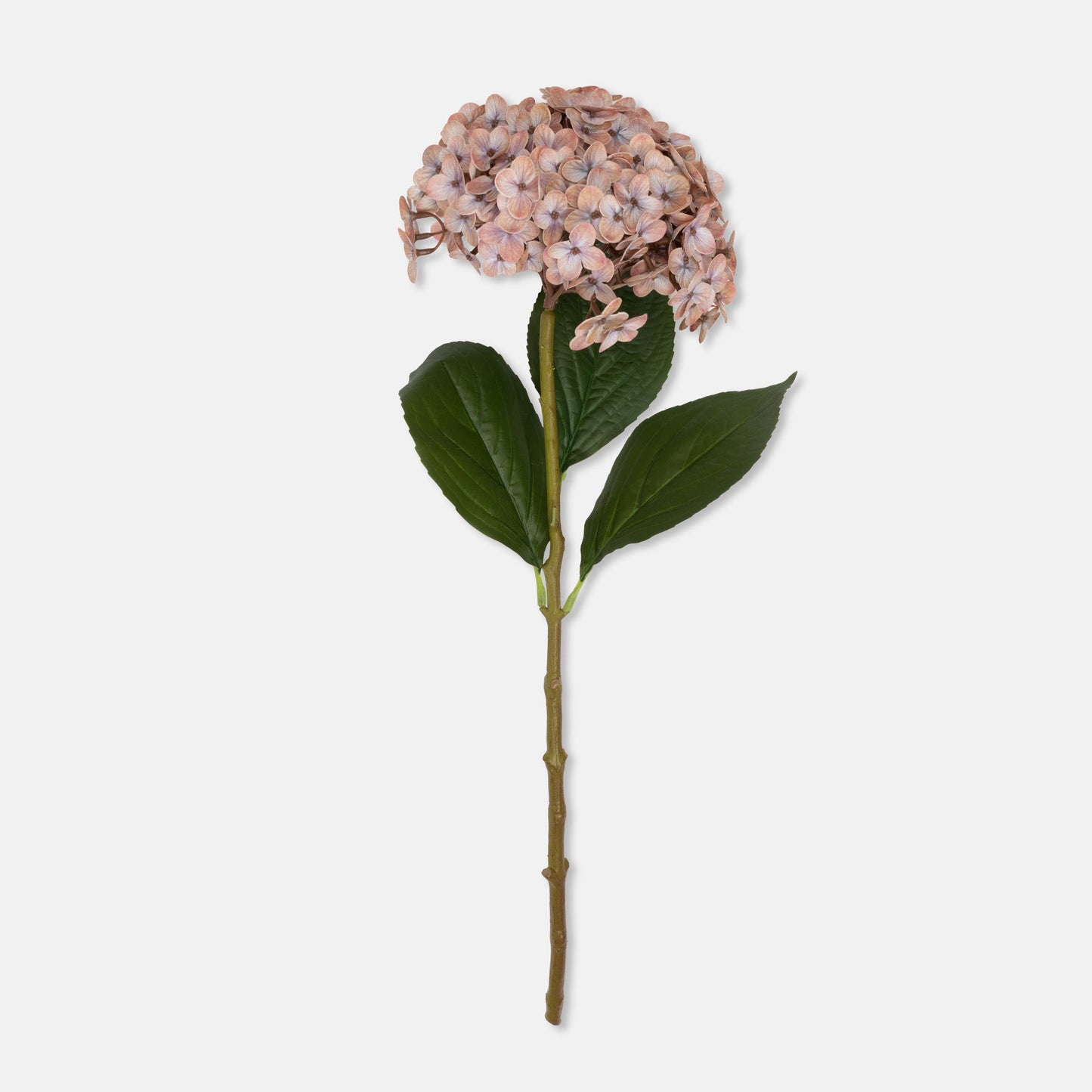 DIMM: Gerviblóm · Hydrangea · Antique Blush